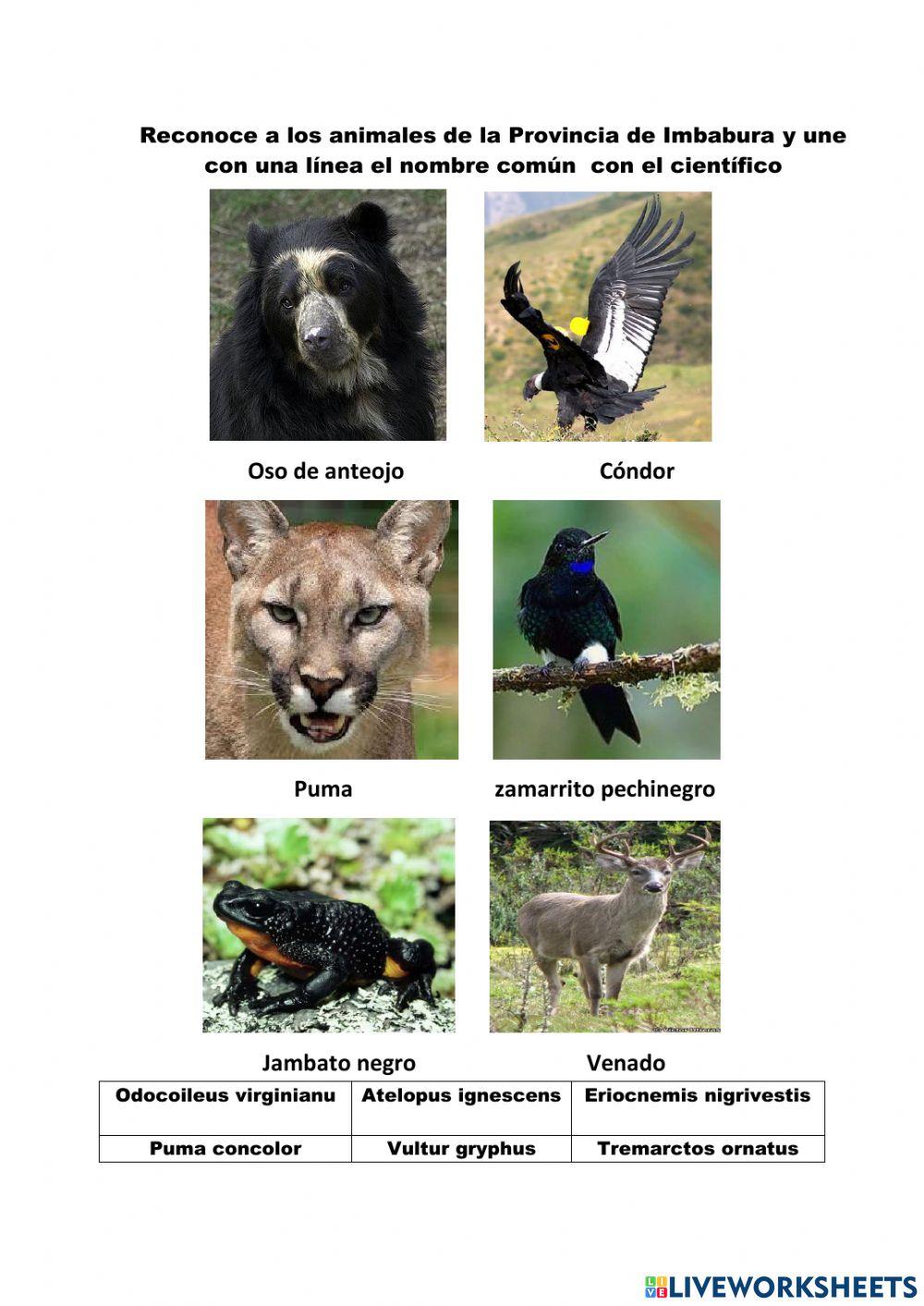 Nombre científico de animales de Imbabura