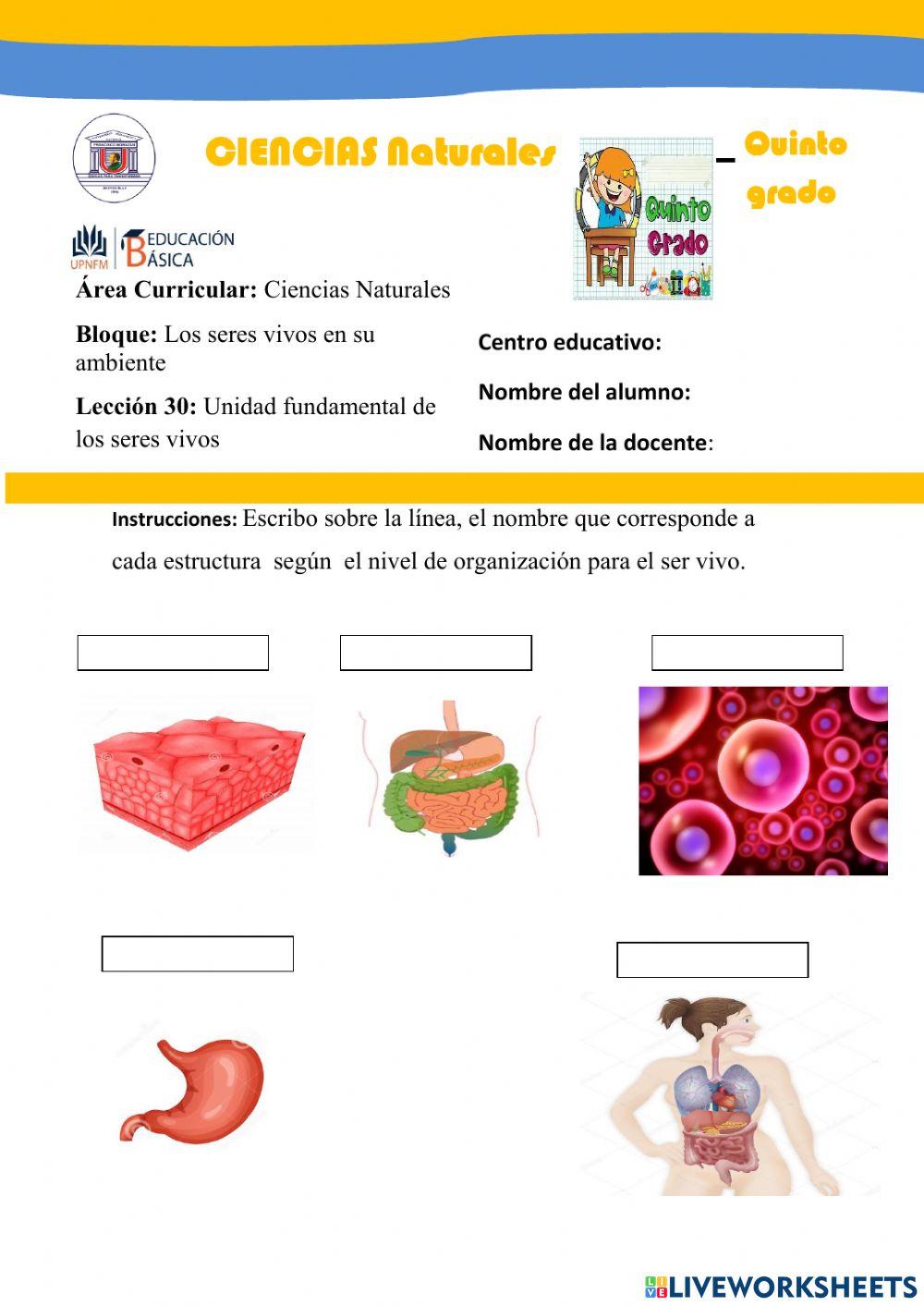 Unidad fundamental de los seres vivos