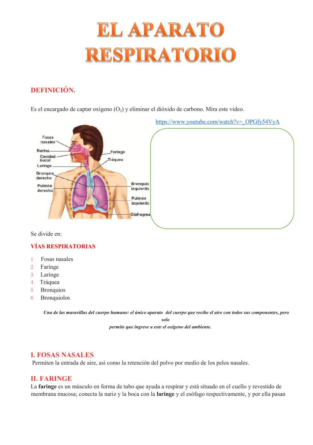 Aparato respiratorio BUENO. 4ºprimaria