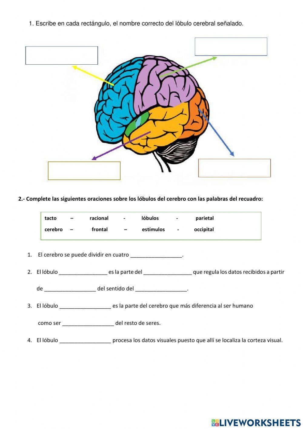 Los Lóbulos Cerebrales