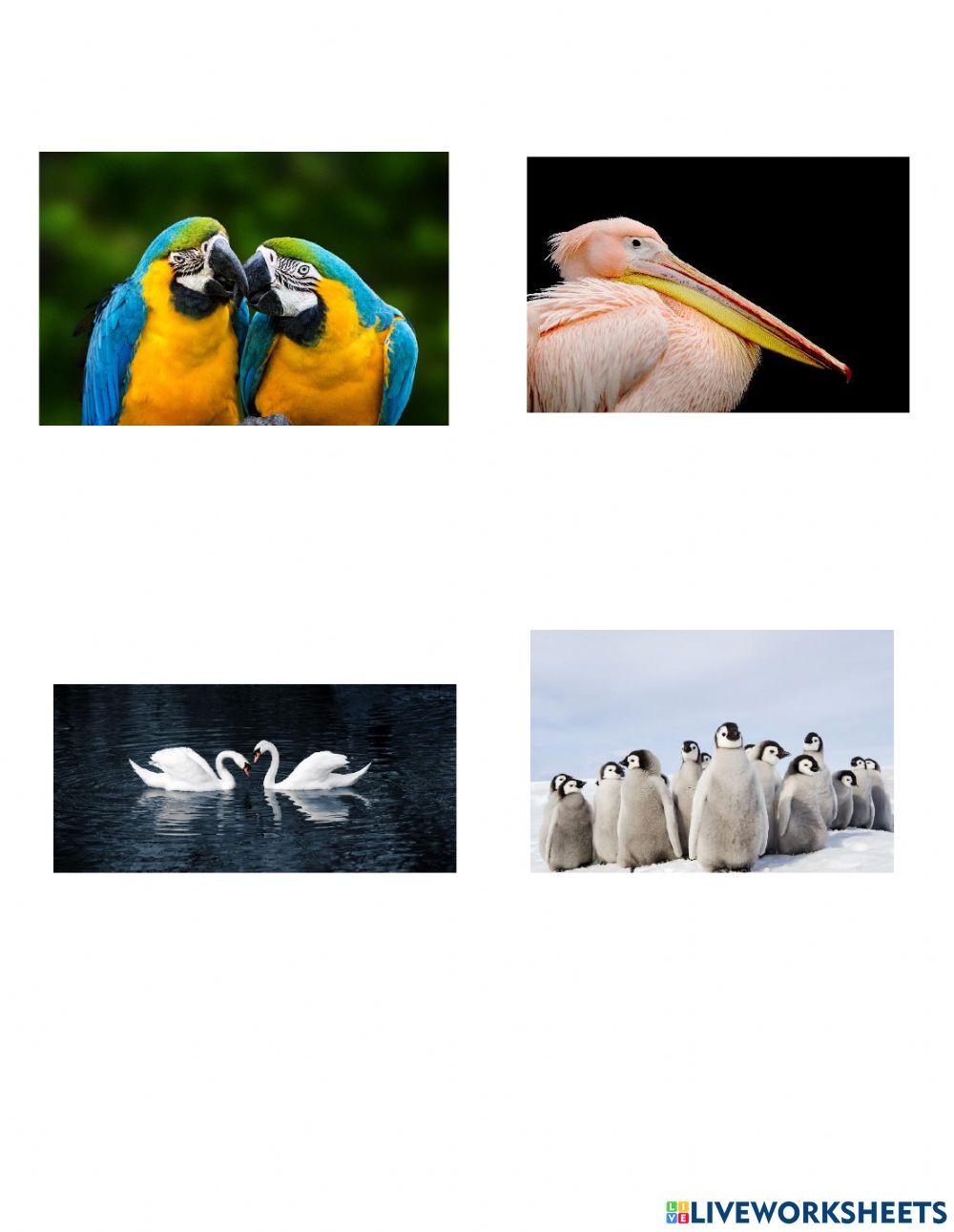 Aves que vuelan y no vuelan