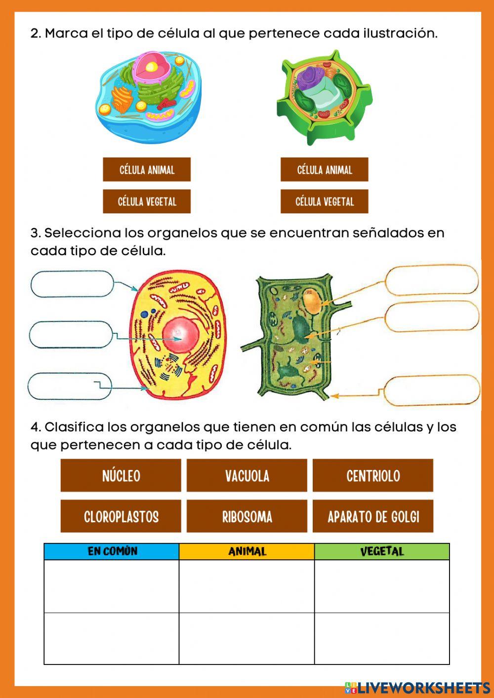 Tipos de células