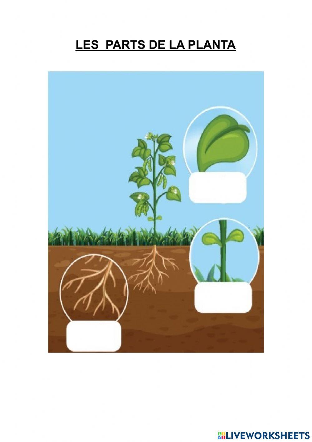 Les parts de la   planta