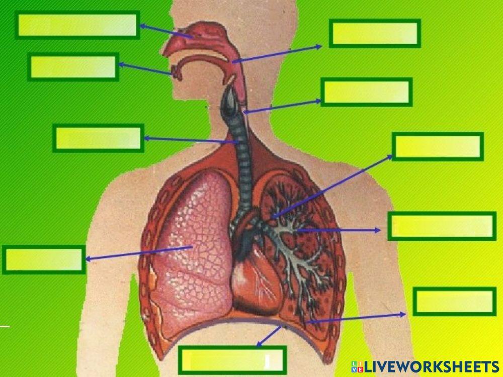 Órganos del Sistema Respiratorio