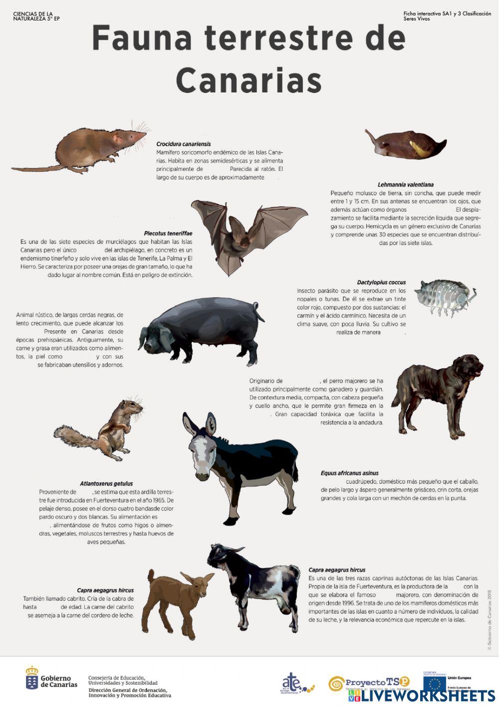 Sa1y3 Ficha interactiva Fauna terrestre Canaria