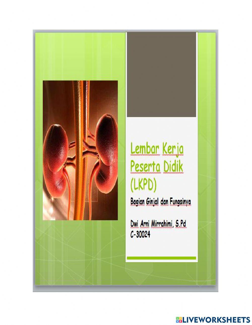 Bagian ginjal dan fungsinya