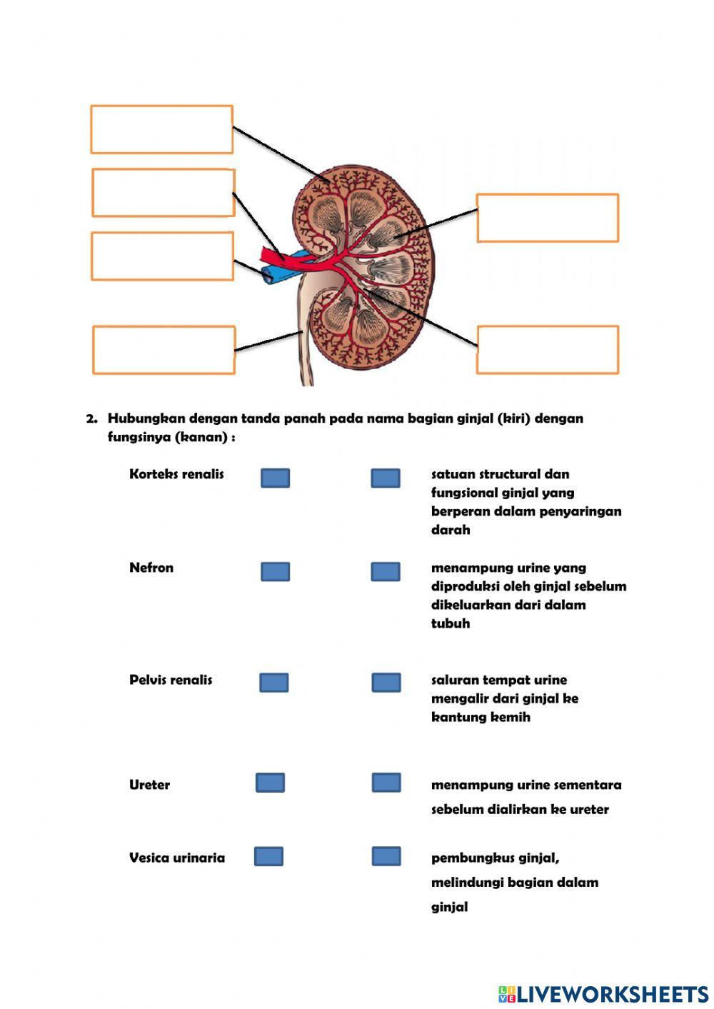 Bagian ginjal dan fungsinya