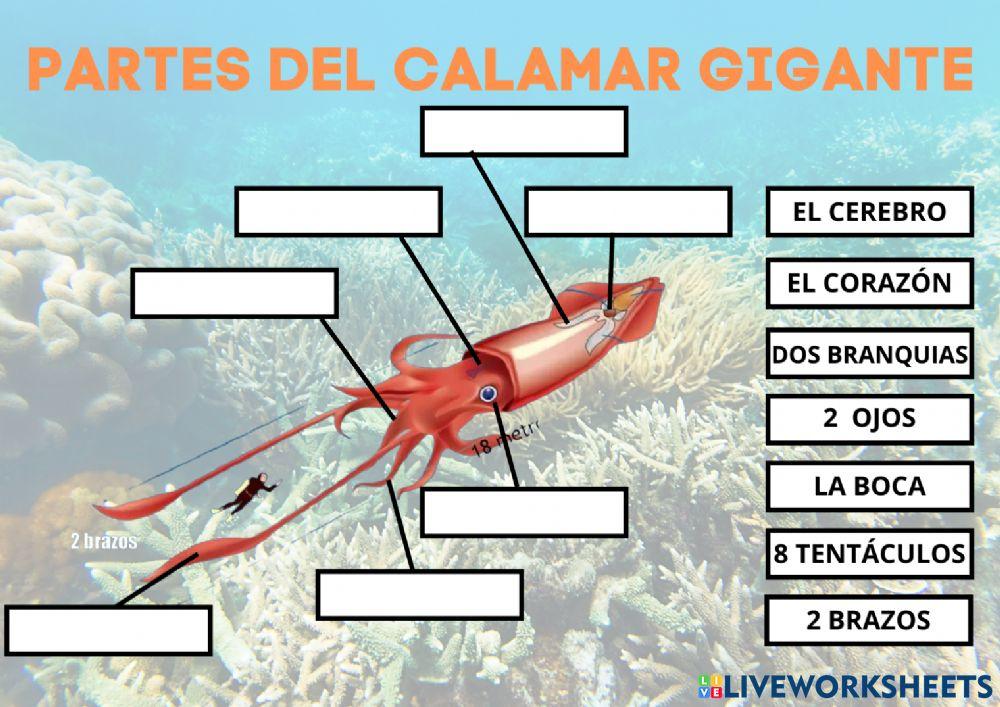Las partes del calamar gigante