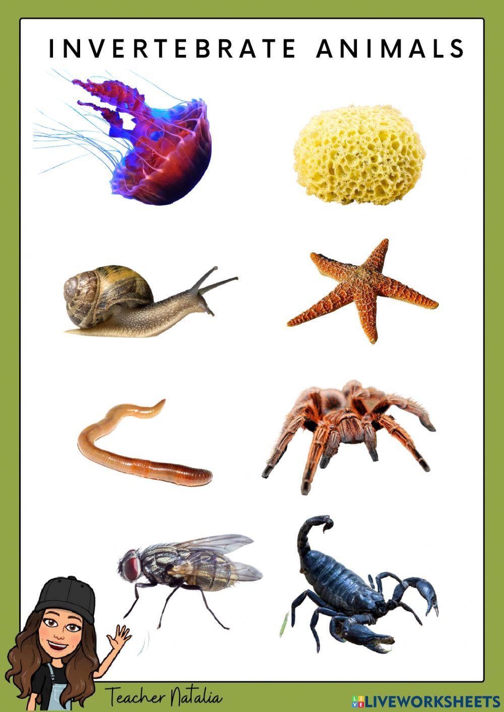 Types of invertebrates