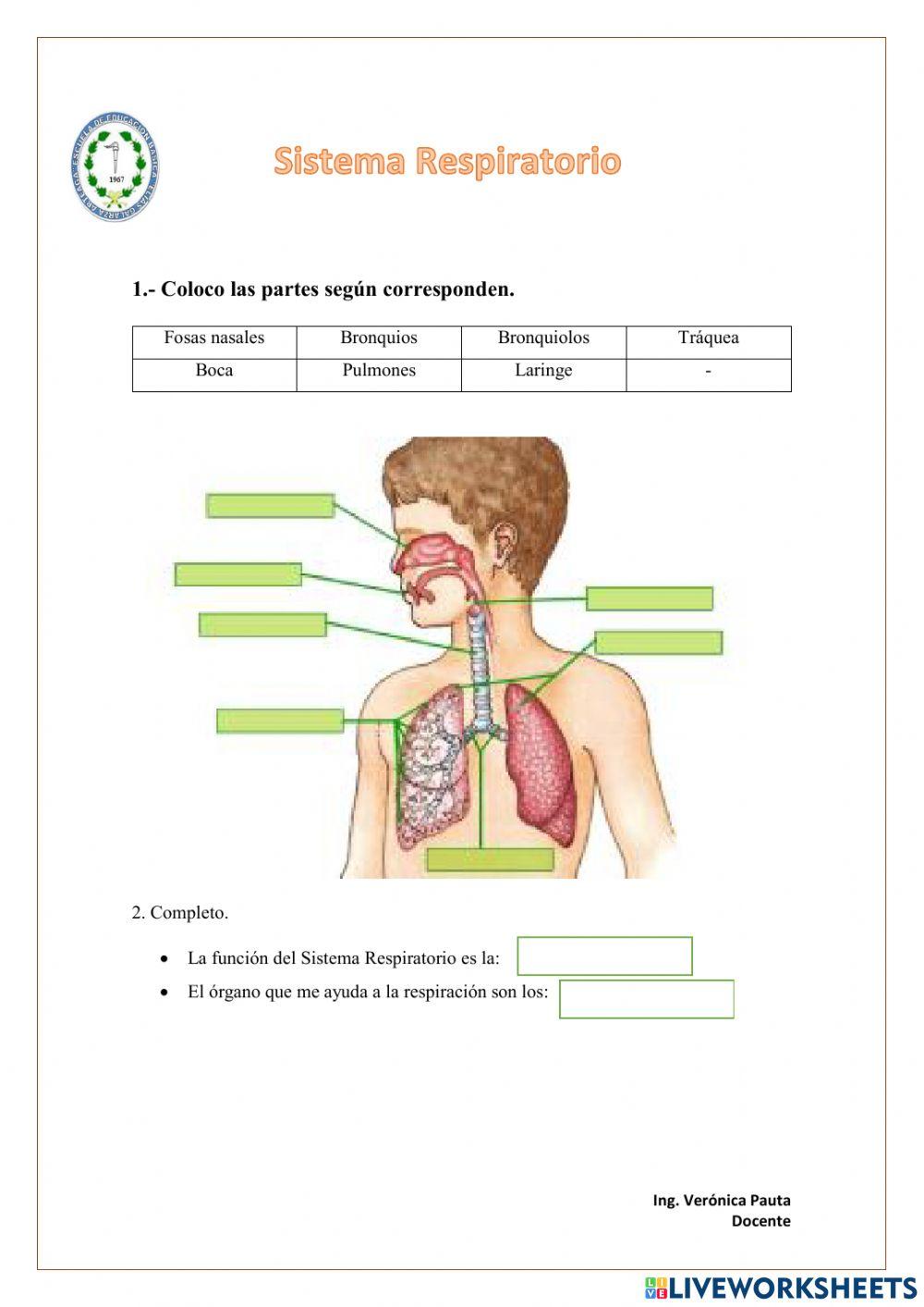 Sistema Respiratorio