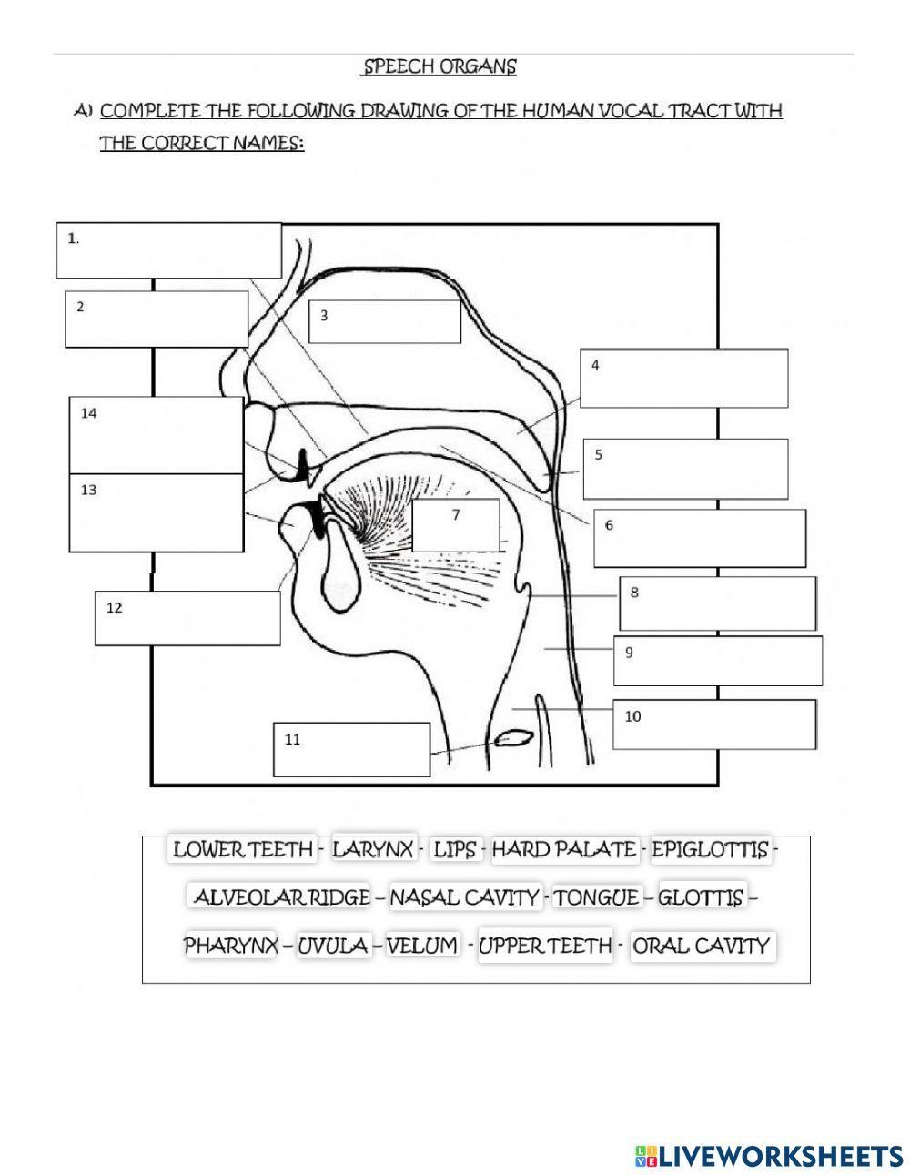 2026964-organs-of-speech-armandoenjda