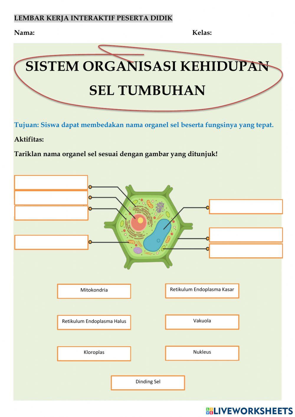 Sistem organisasi kehidupan