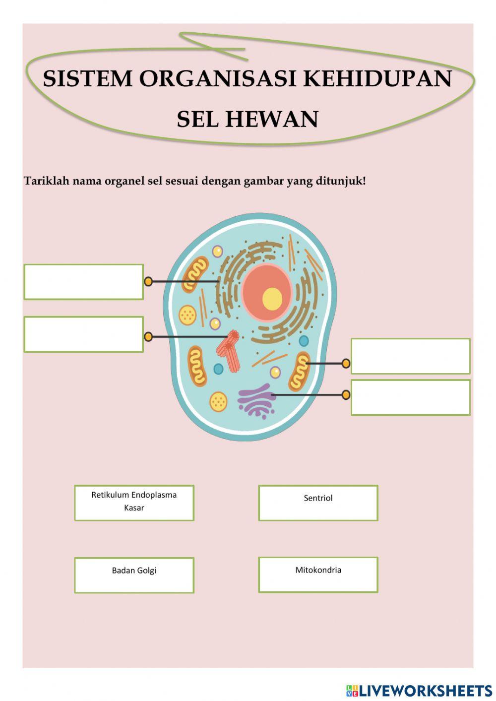 Sistem organisasi kehidupan
