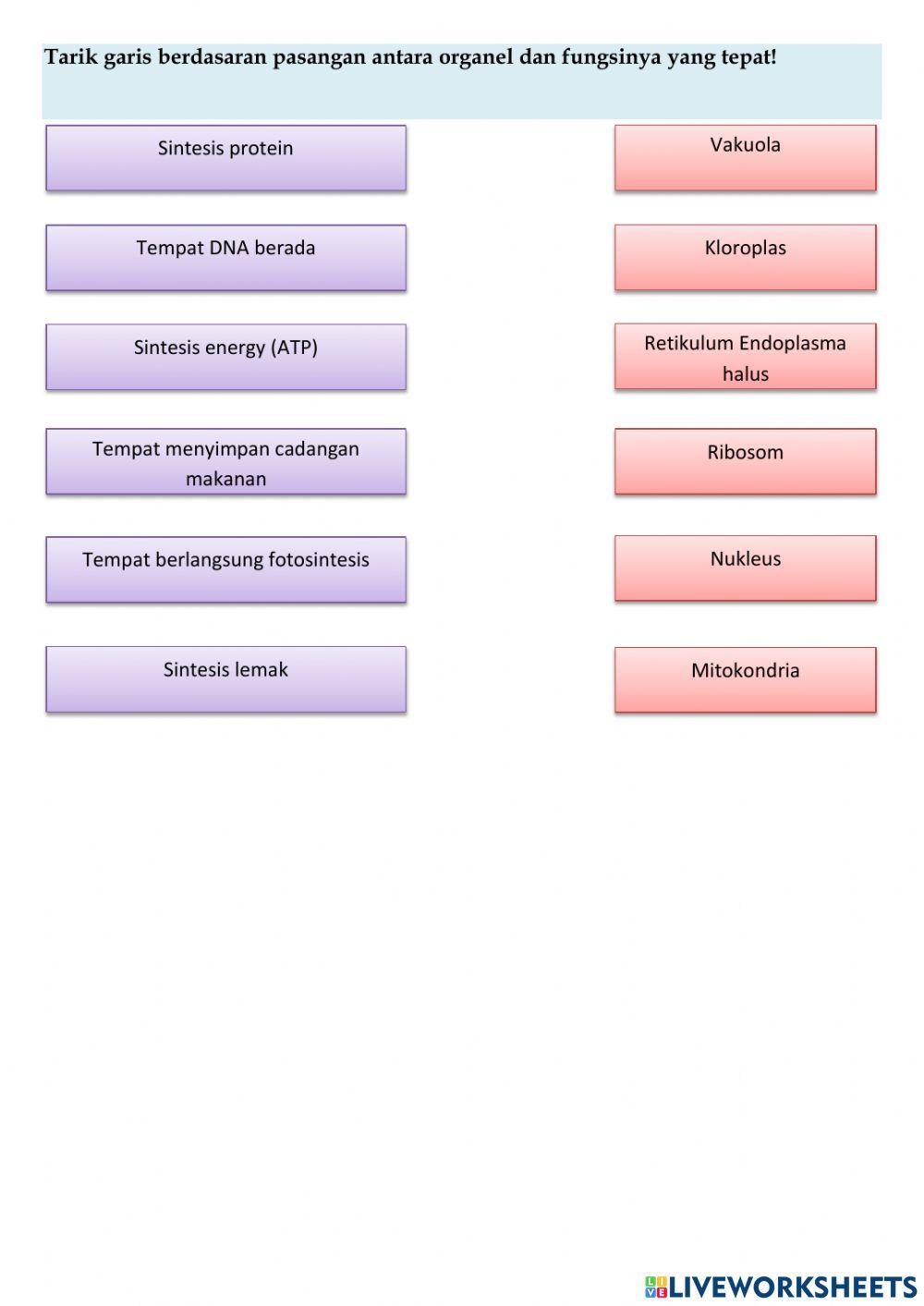 Sistem organisasi kehidupan