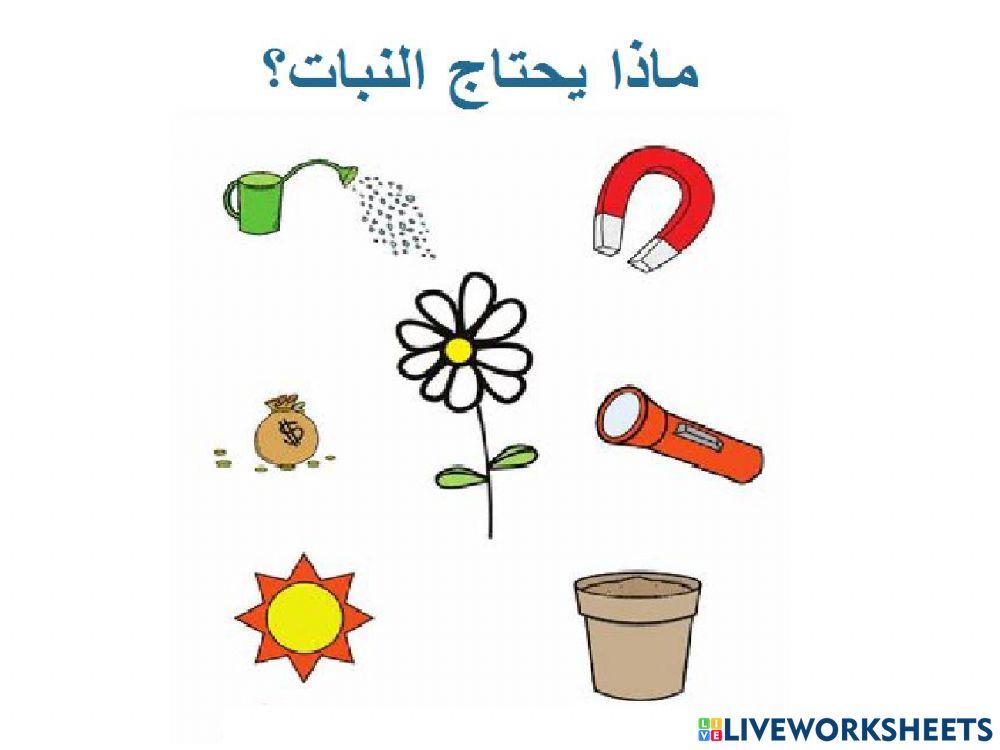 اجزاء النبات