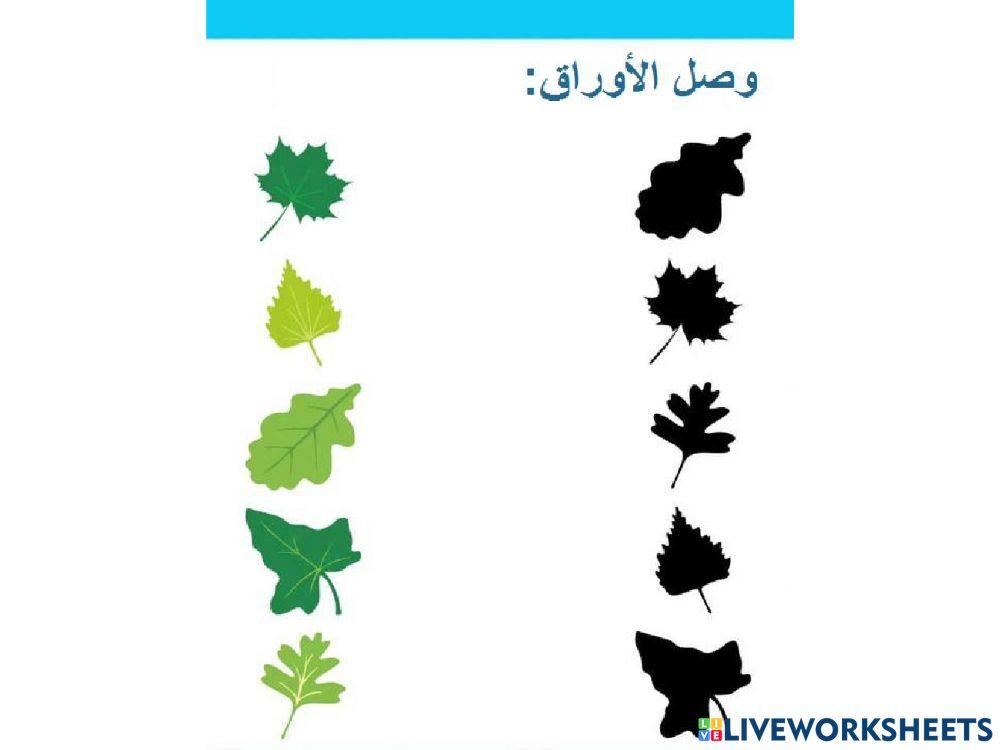 اجزاء النبات