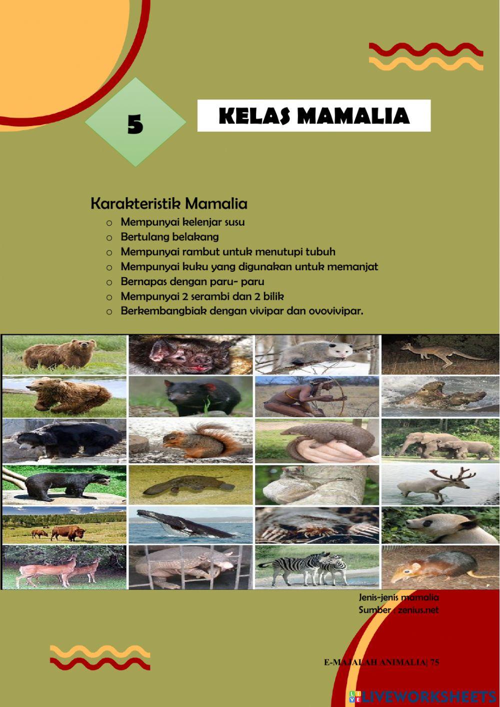 Topik 3( Hewan Vertebrata) : Aves dan mamalia