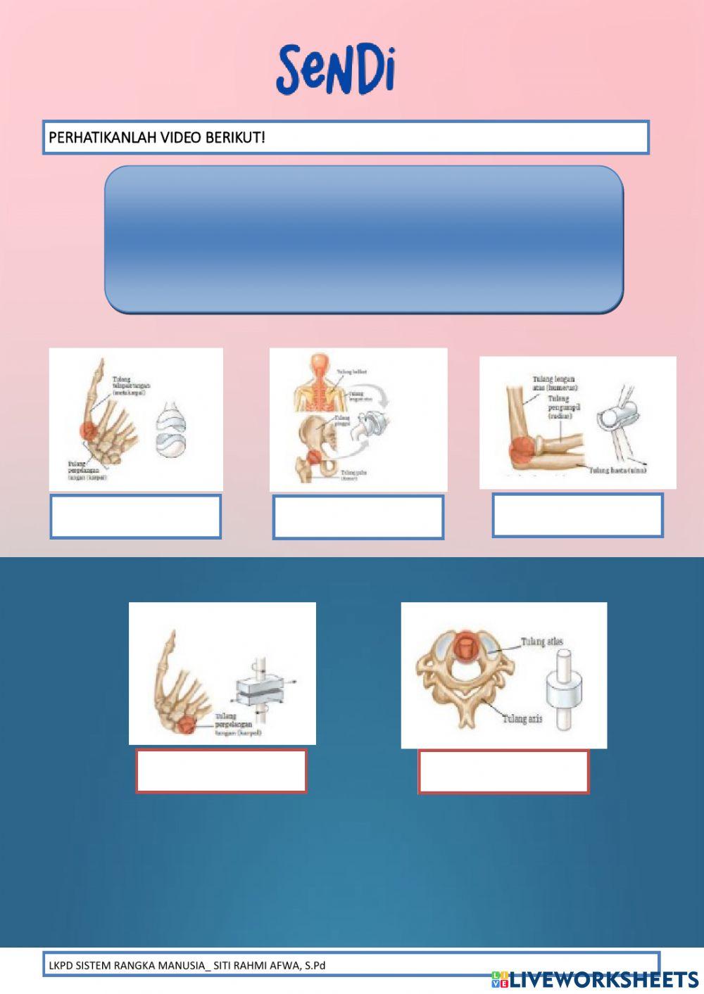 Lkpd sistem gerak manusia