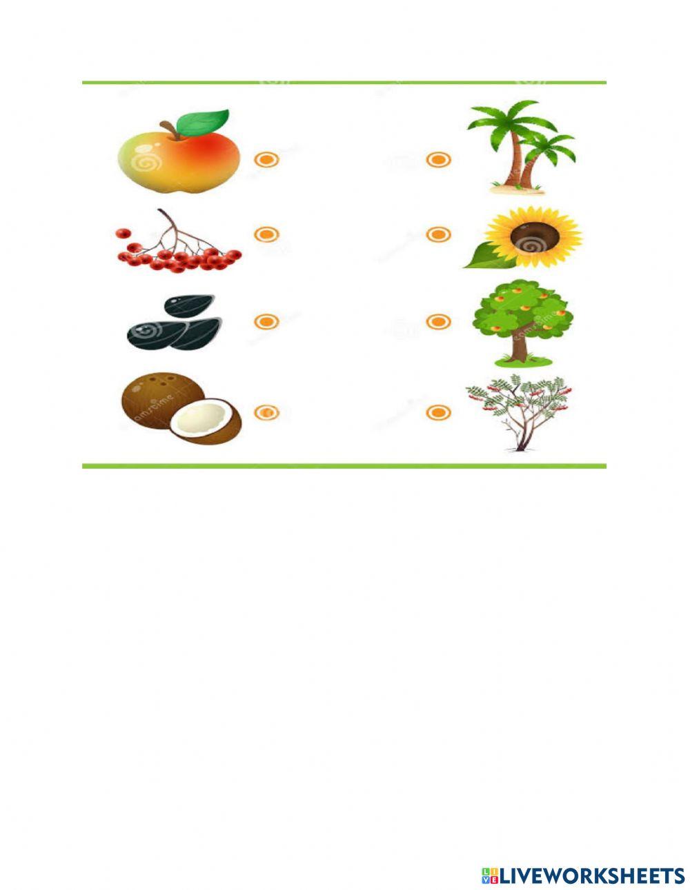 Live worksheet 2 activity Live Worksheets