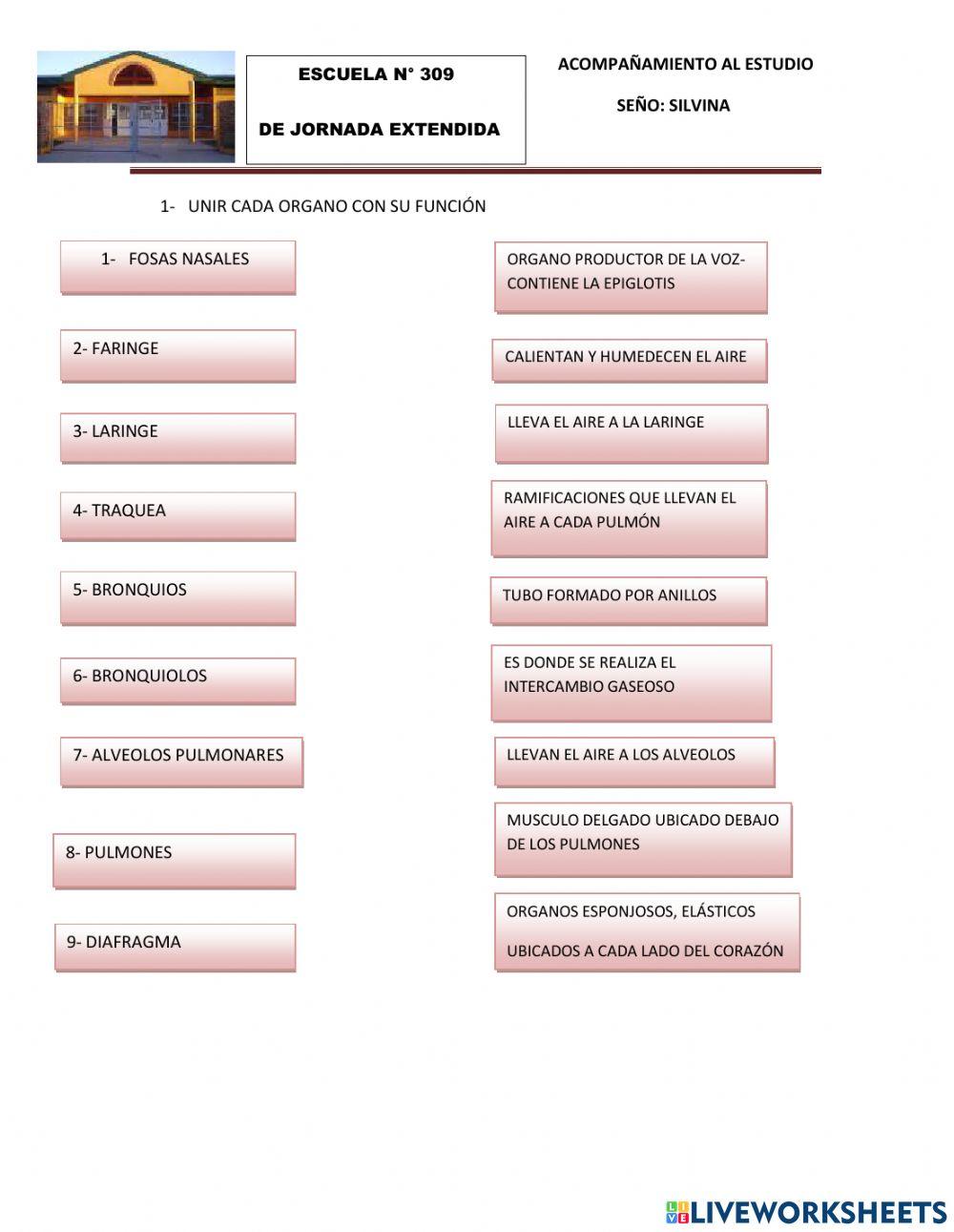 El sistema respiratorio