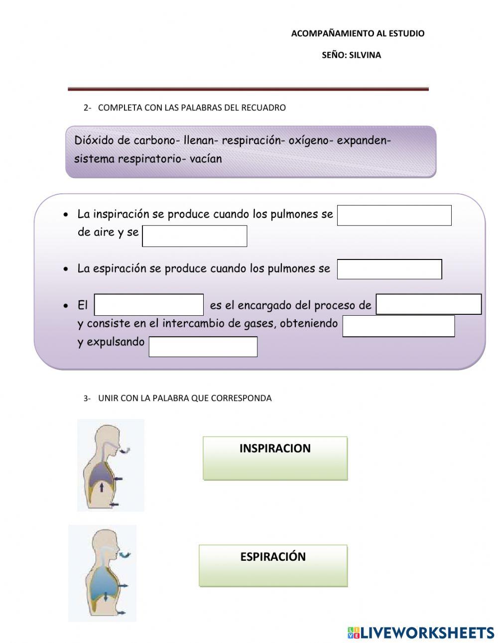 El sistema respiratorio