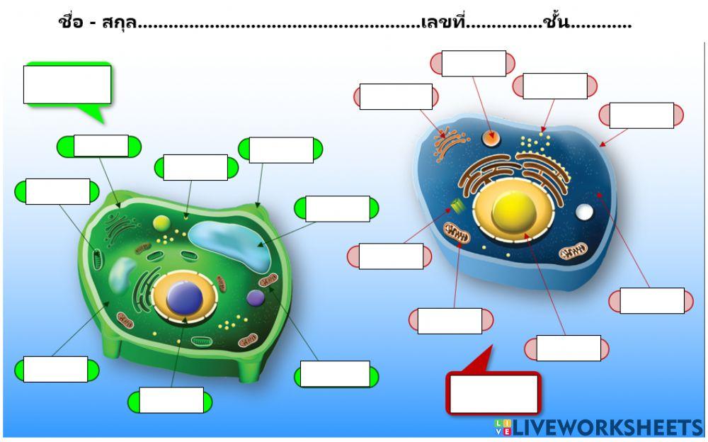เซลล์พืชและเซลล์สัตว์