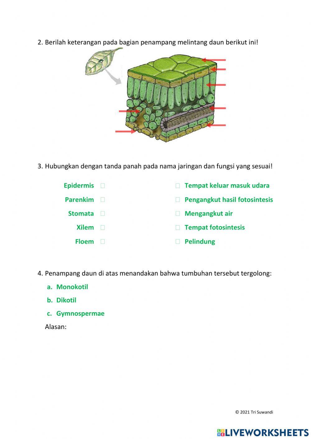 Organ dan Jaringan Tumbuhan
