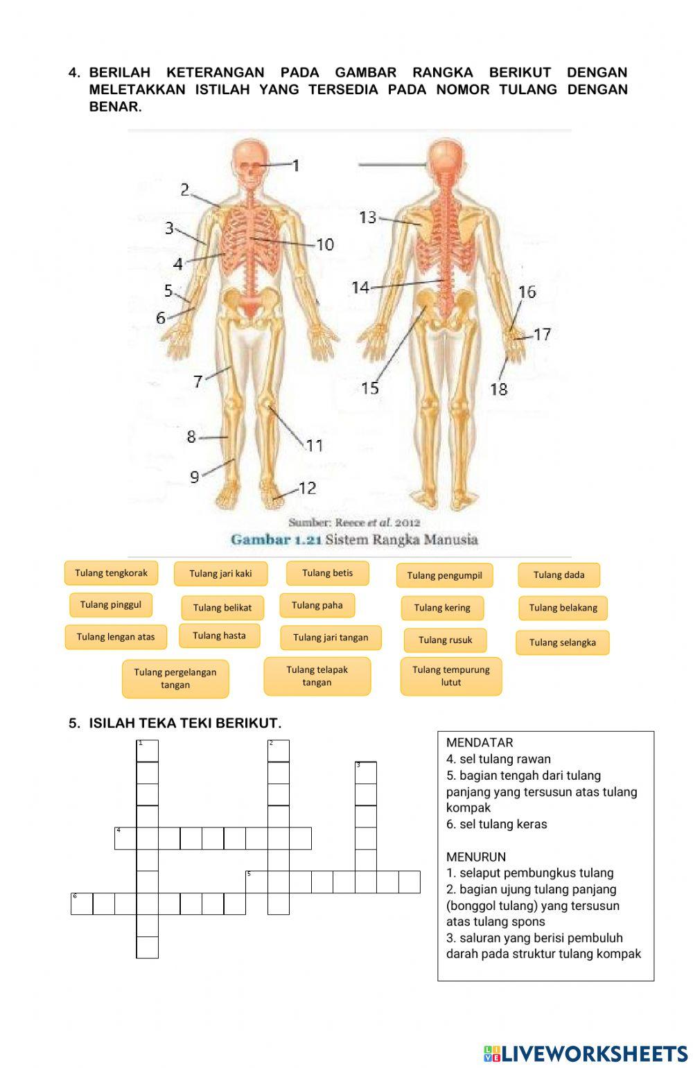 Sistem gerak manusia