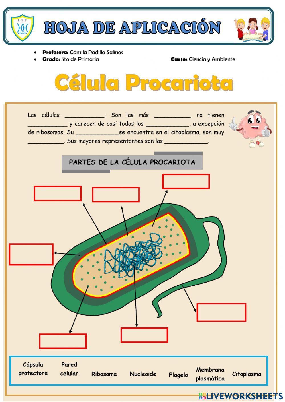 La Célula Procariota