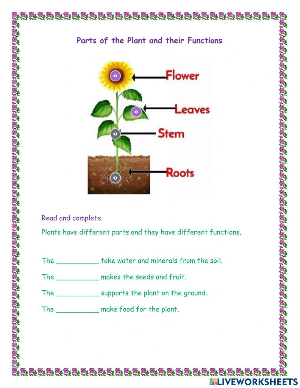 Parts of the plant and their function Parts of the plant and their function