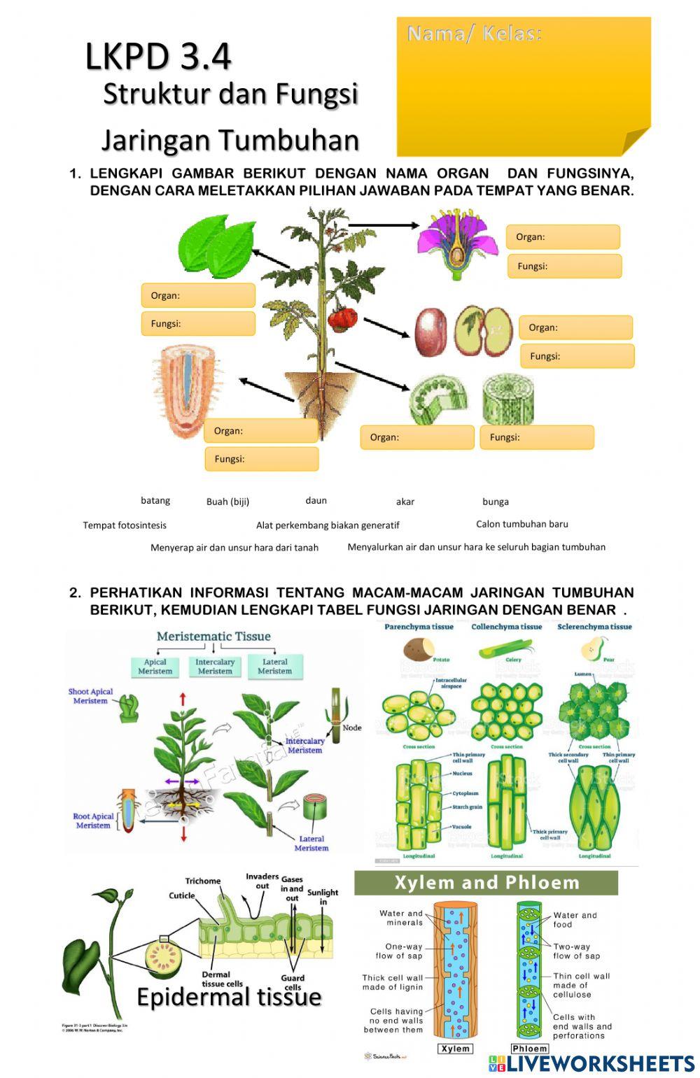 Struktur dan fungsi jaringan tumbuhan
