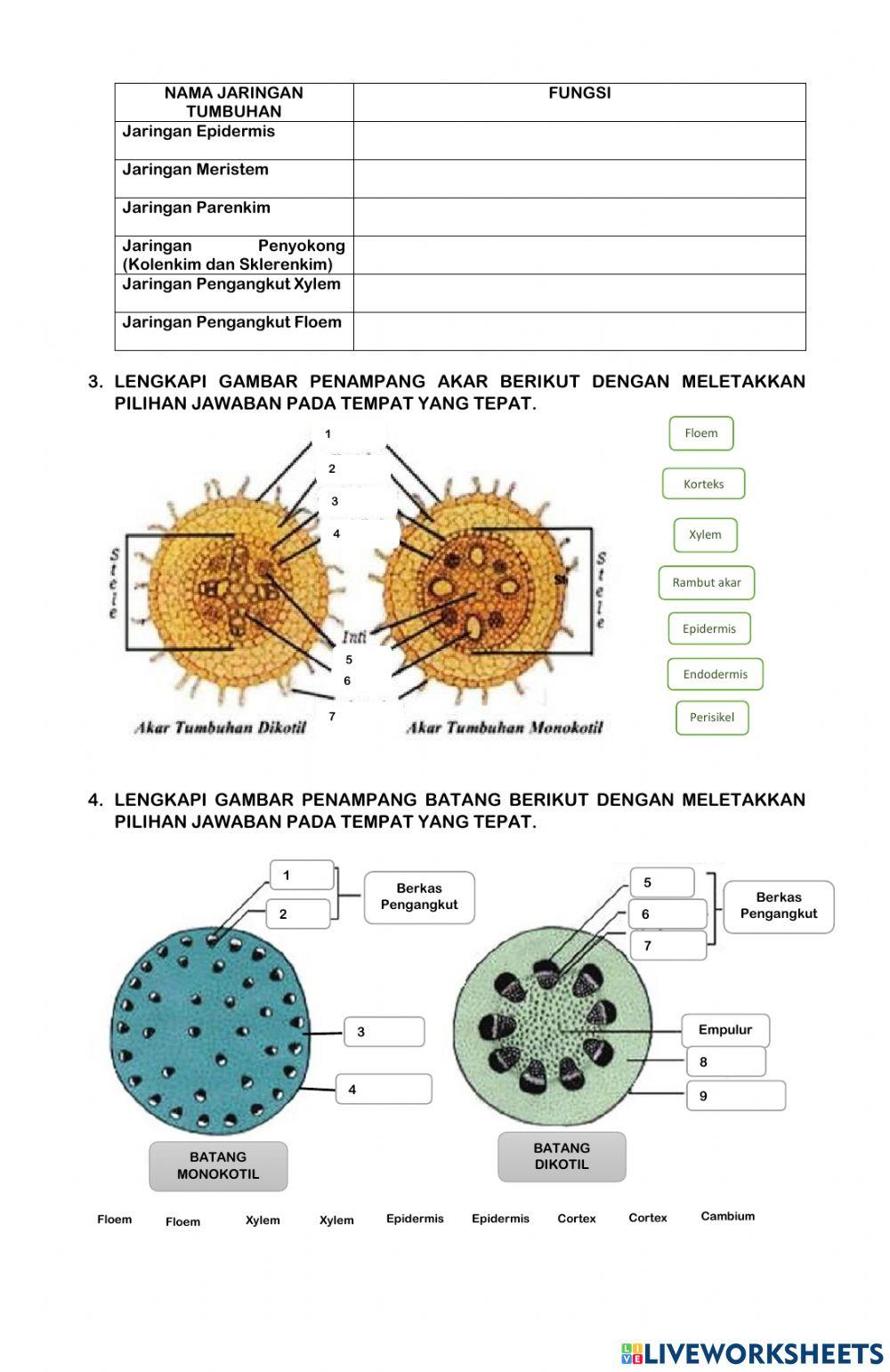 Struktur dan fungsi jaringan tumbuhan