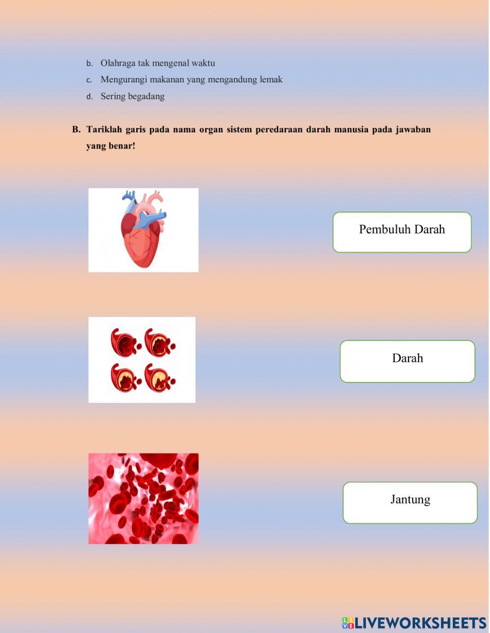 Sistem peredaran darah manusia