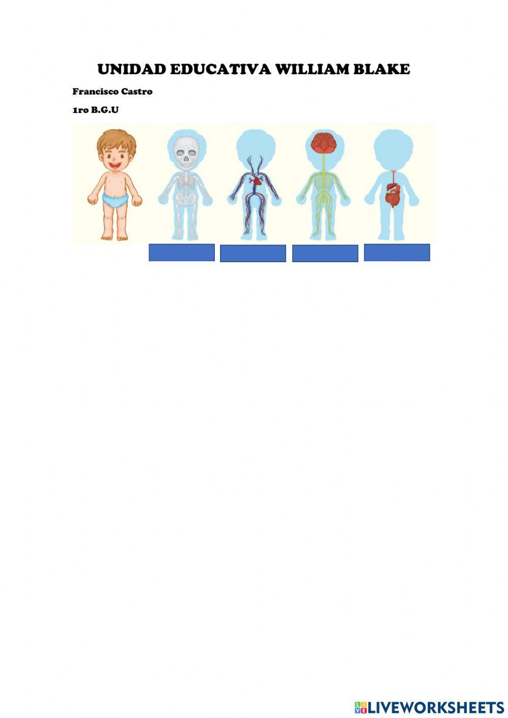 Sistemas del cuerpo humano