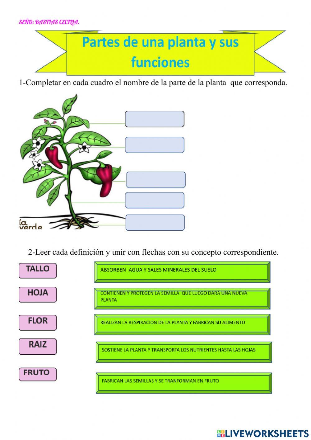 Las plantas: partes y funciones