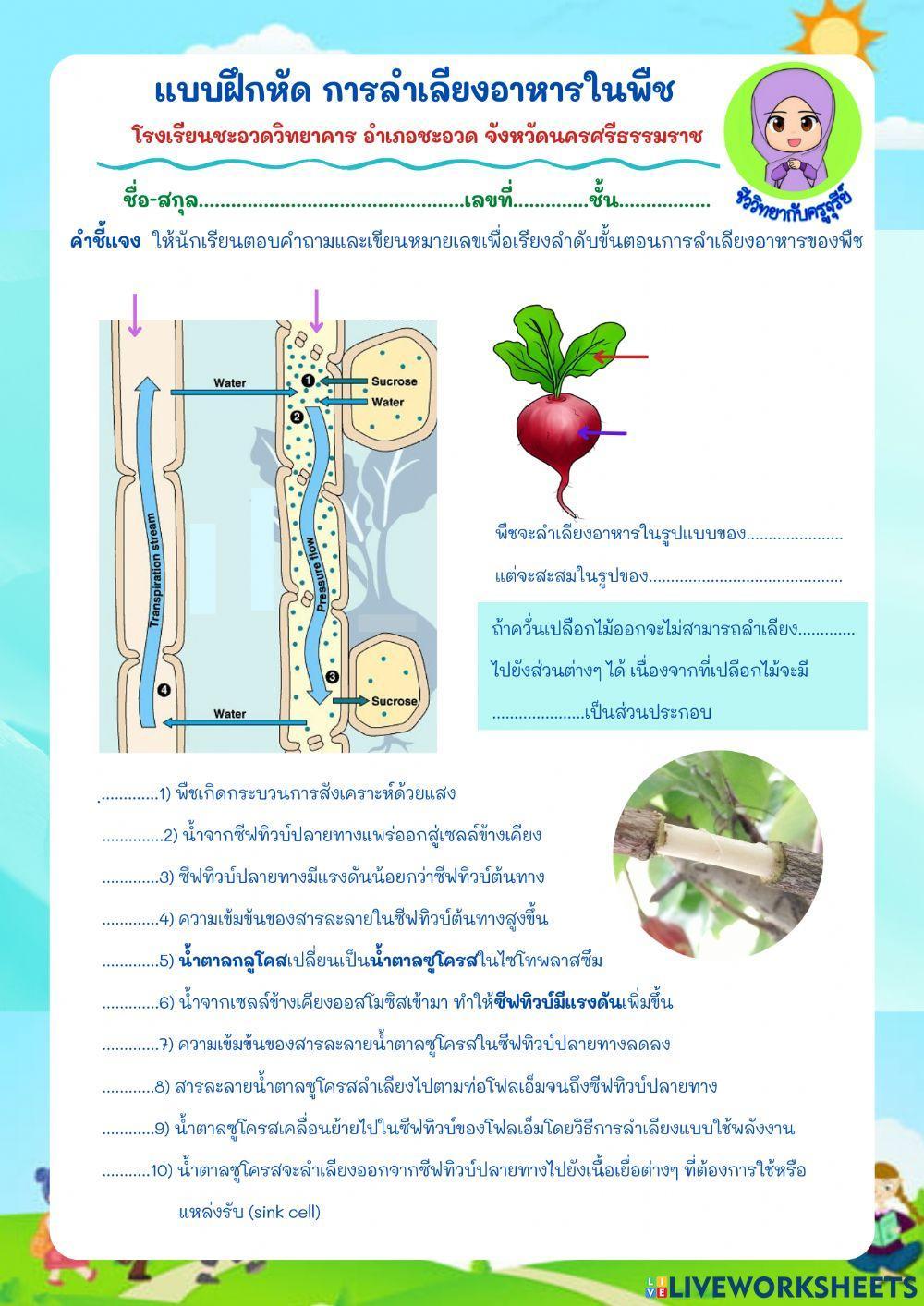 การลำเลียงอาหารในพืช