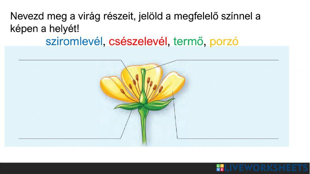 Környezet-Németh-Vince-évvégi-vizsga2022jun