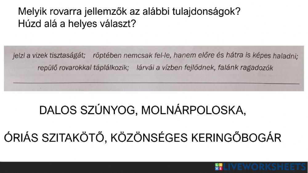 Környezet-Németh-Vince-évvégi-vizsga2022jun