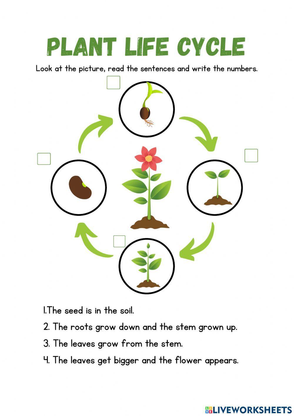 Life Cycle of a plant