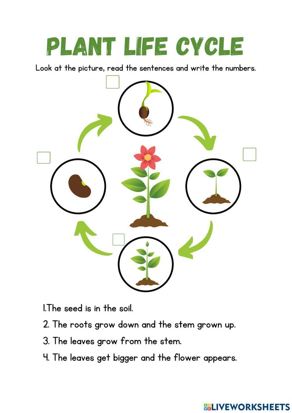 Life Cycle of a plant online activity for Grade 3 | Live Worksheets life-cycle-of-a-plant-online-activity-for-grade-3-live-worksheets