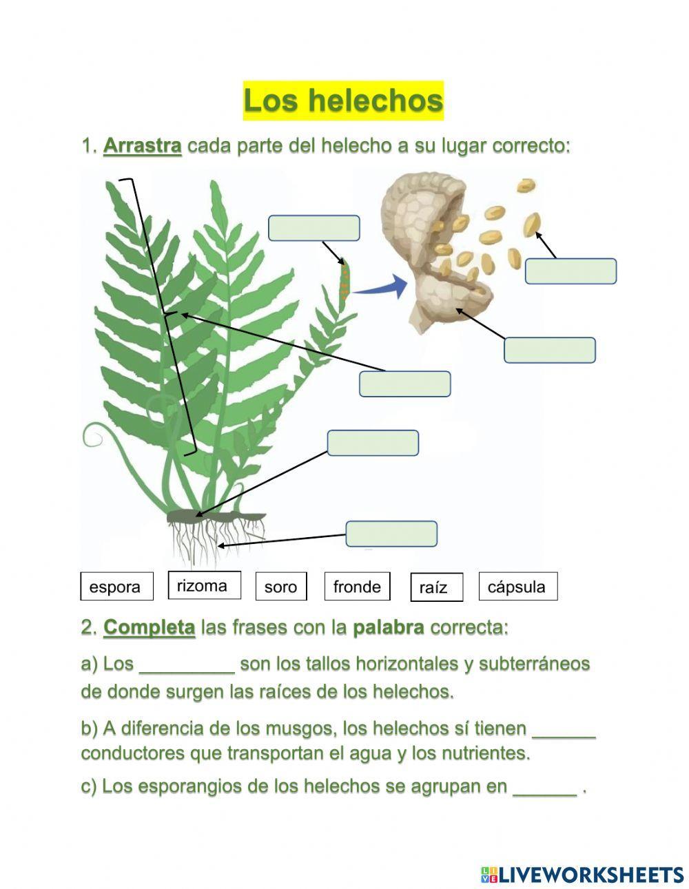 Los helechos y sus partes