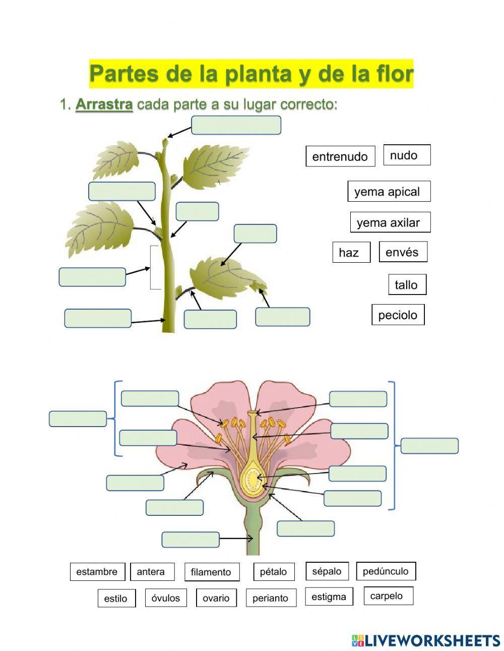 Partes de la planta y de la flor