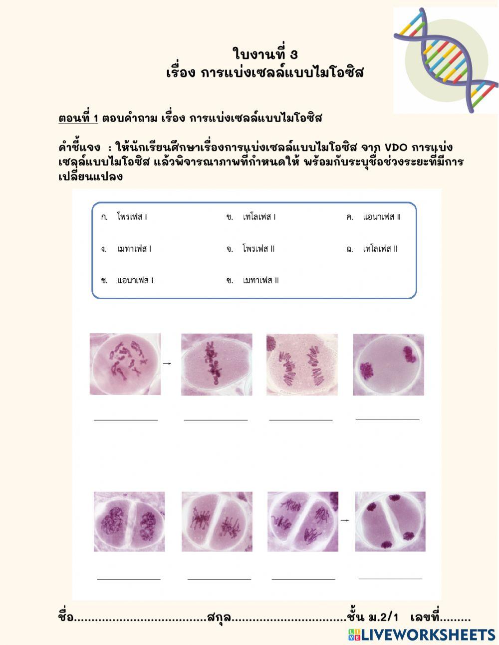 การแบ่งเซลล์แบบไมโอซิส