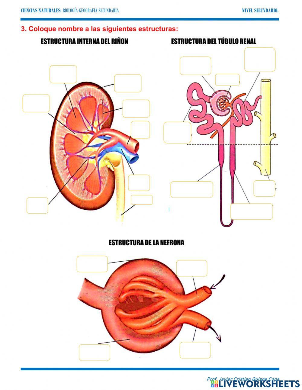 13. mecanismos de excresion y anatomía del aparato urinario.