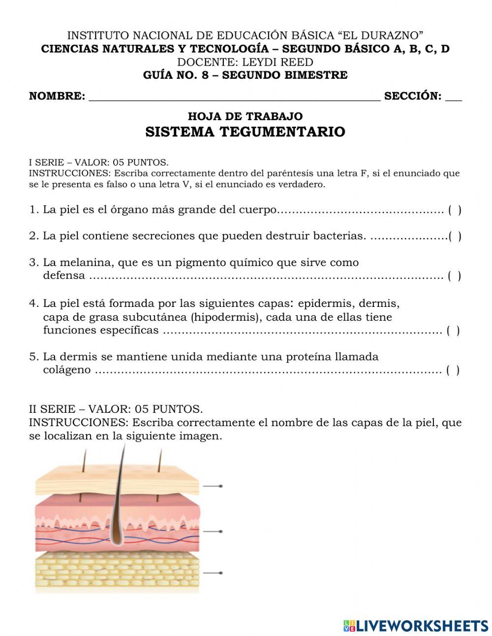 Sistema tegumentario