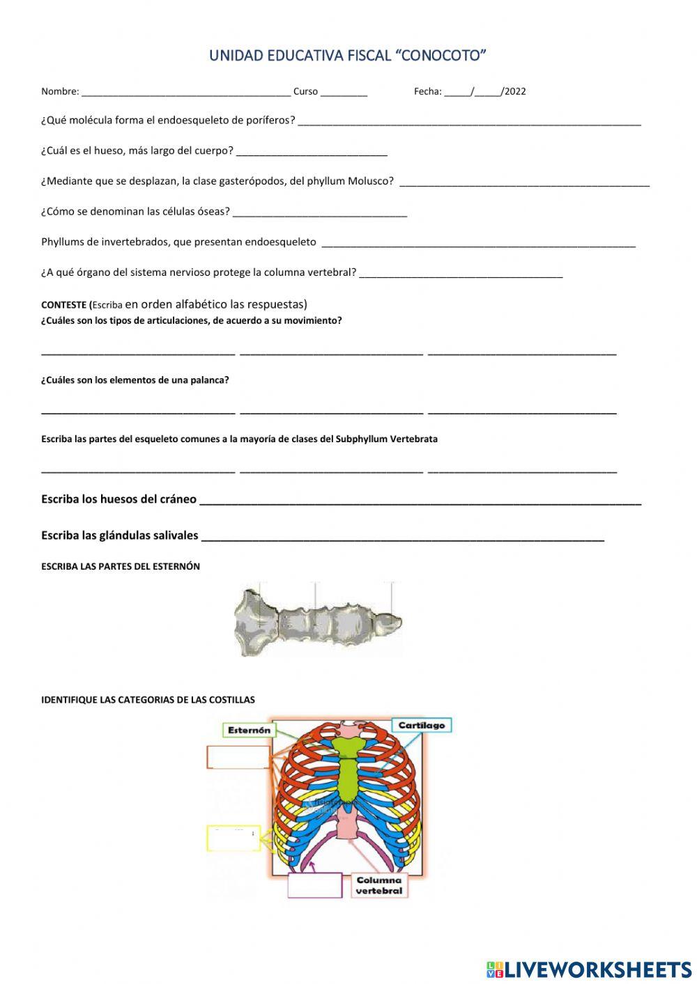 Anatomía e invertebrado Fácil
