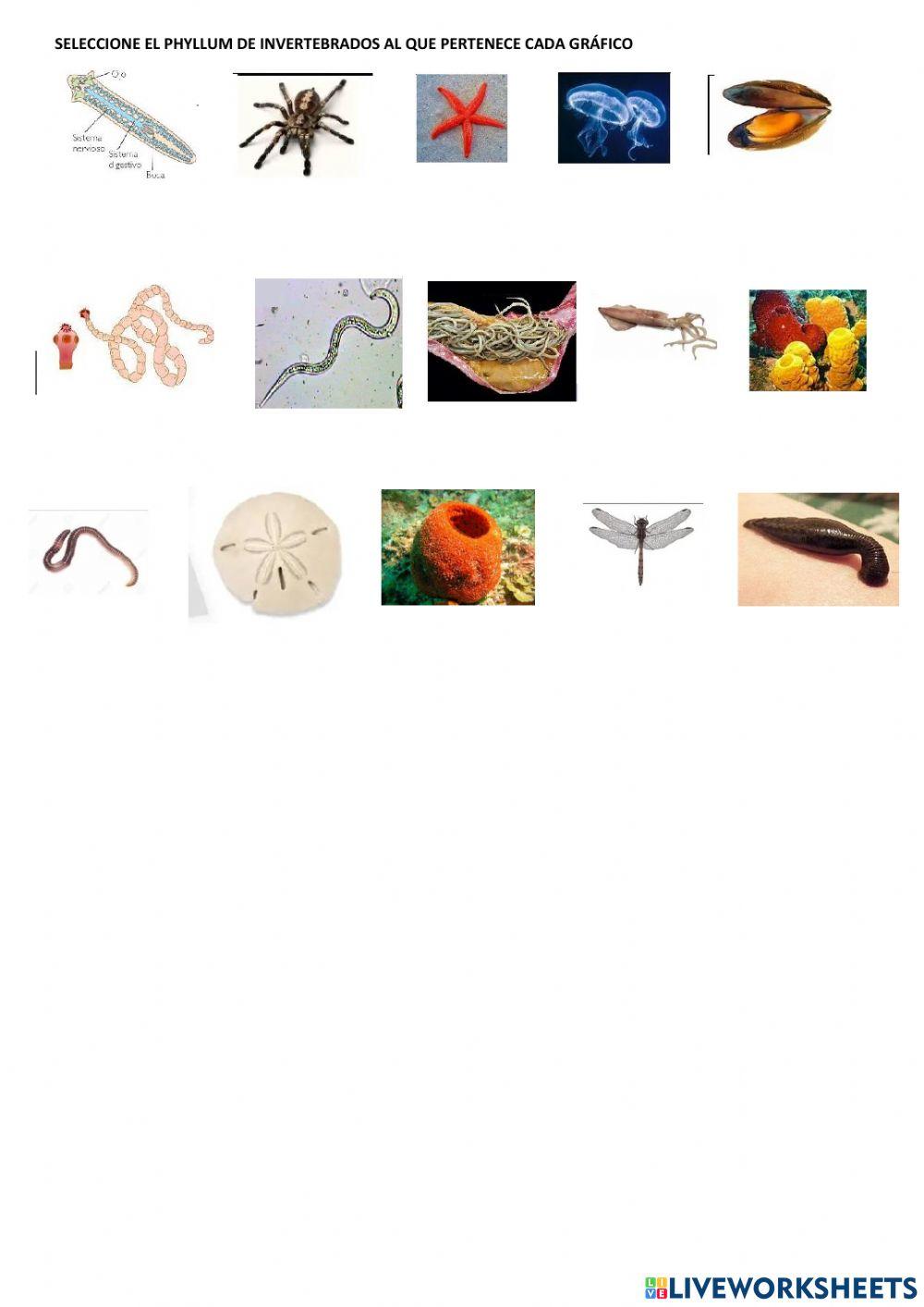 Anatomía e invertebrado Fácil