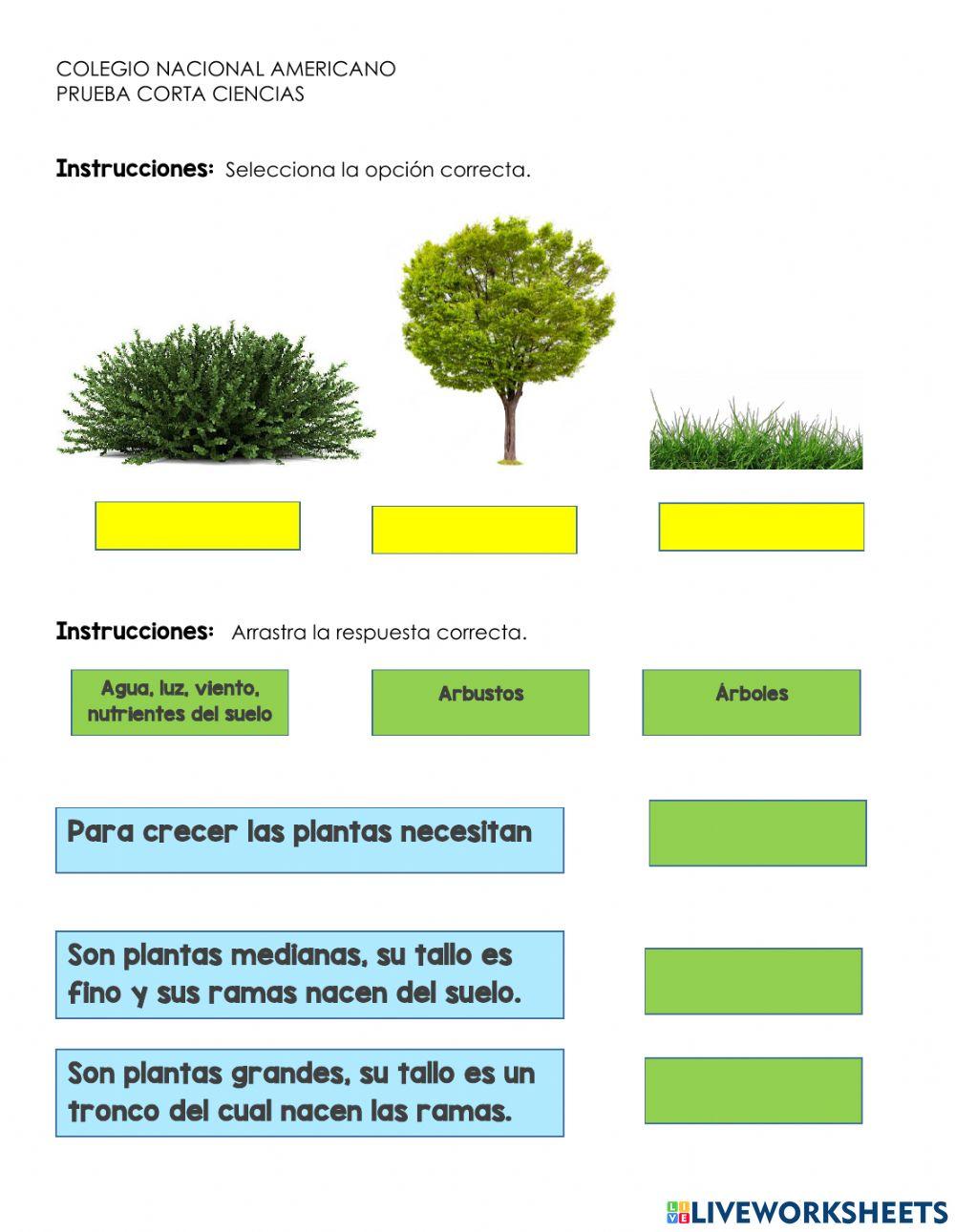 Las plantas Las plantas