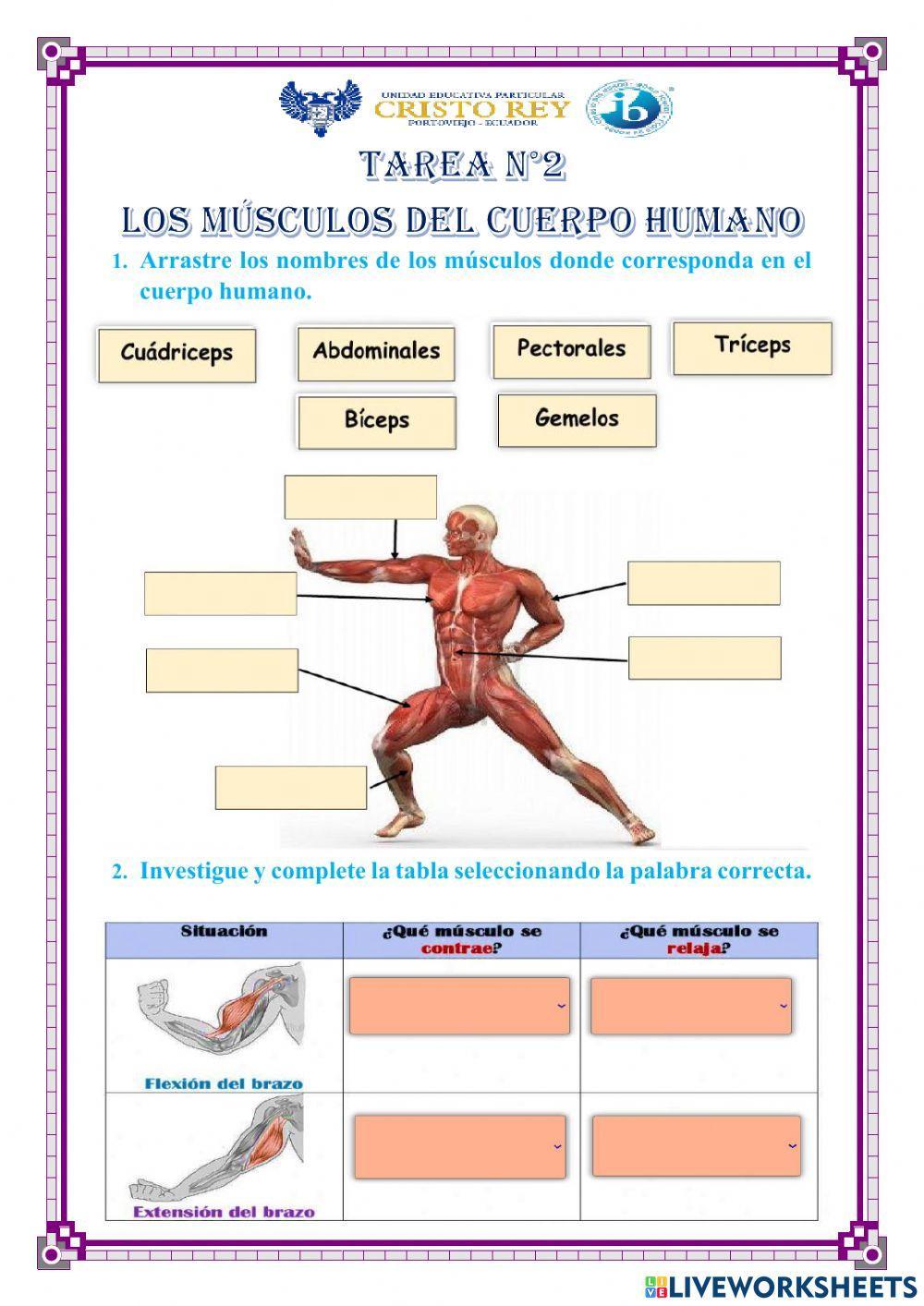 Los músculos del cuerpo humano