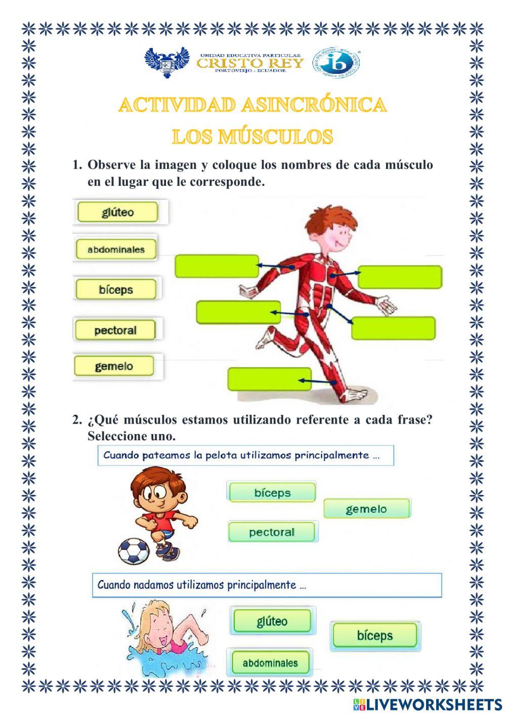 Los músculos del cuerpo humano